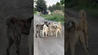 Türk Çoban Köpekleri̇ Düello Çapar Kangal Akbaş Anadolu Çoban Bi̇r Arada Gergi̇n