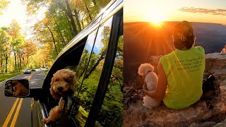 What a Travel Dog Can Teach Us - PEOPLE CONNECTION (Meet Bailey - Honoring Bella)