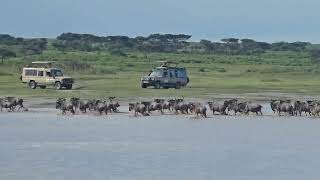 Mass Wildebeest Migration, River Crossing in Southern Serengeti