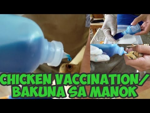 NCD B1B1 Vaccine/Bakuna iwas Peste sa Manok | Newcastle&rsquo;s Disease