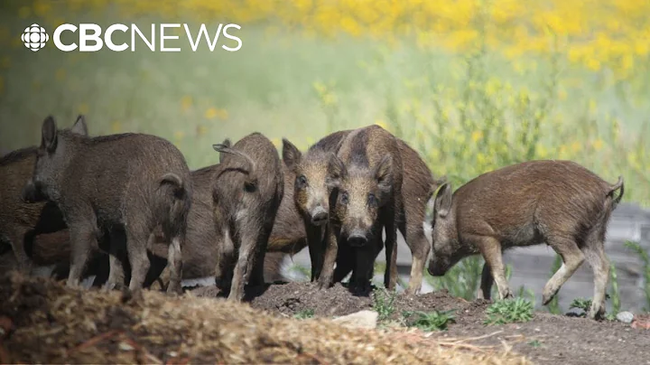Sask. won't get any new wild boar farms, but expert says population still out of control