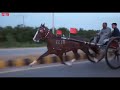 Horse Racing Videos/New Horse Race Try/Pakistan Tanga Race/Horse Racing 2020/Horse Race In Pakistan