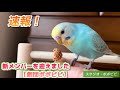 【速報！】　新メンバーを迎えました《劇団ポポピピ》　#セキセイインコ　#オカメインコ　#コザクラインコ