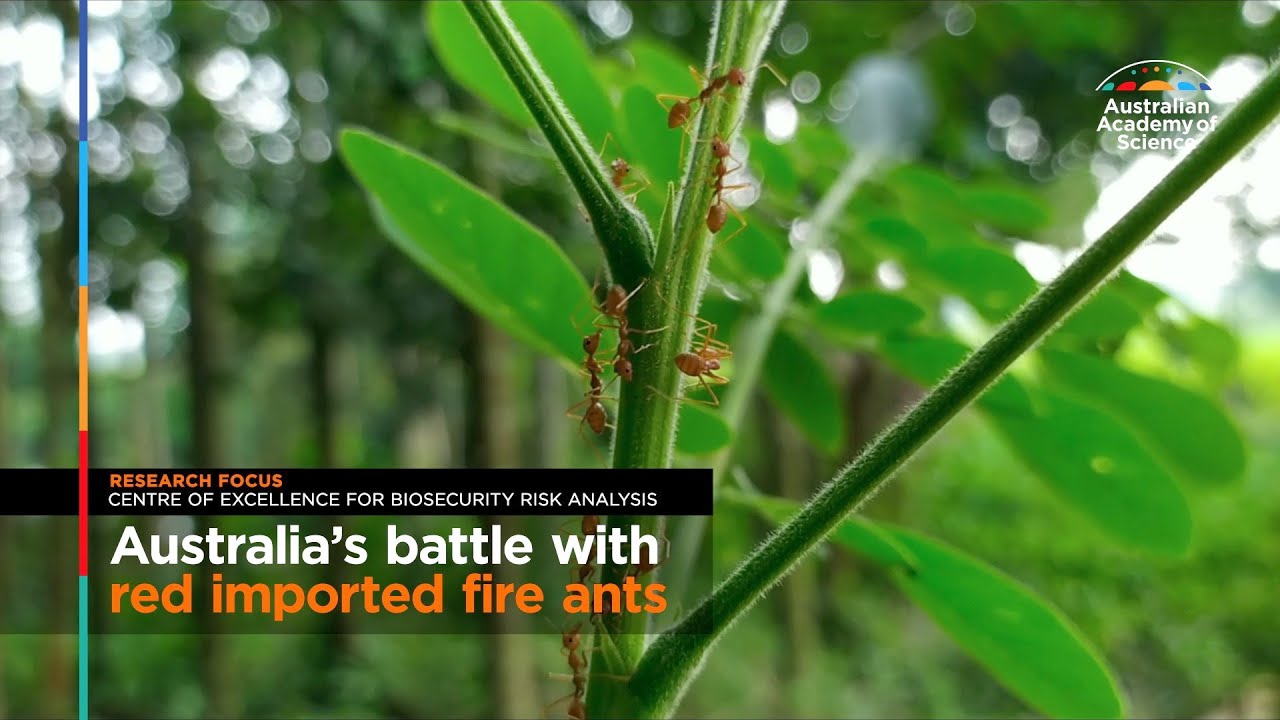 Fire ants Australia's battle with red imported fire ants YouTube