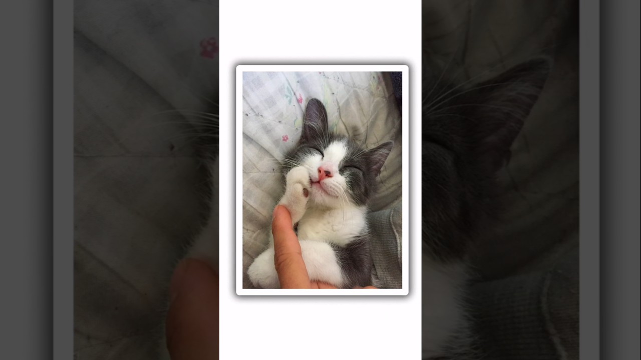 #cat #sillycats #kittycat #cute #sweet #funnycats #fun #catvideos #kitty #koty #zabawa #zwierzęta