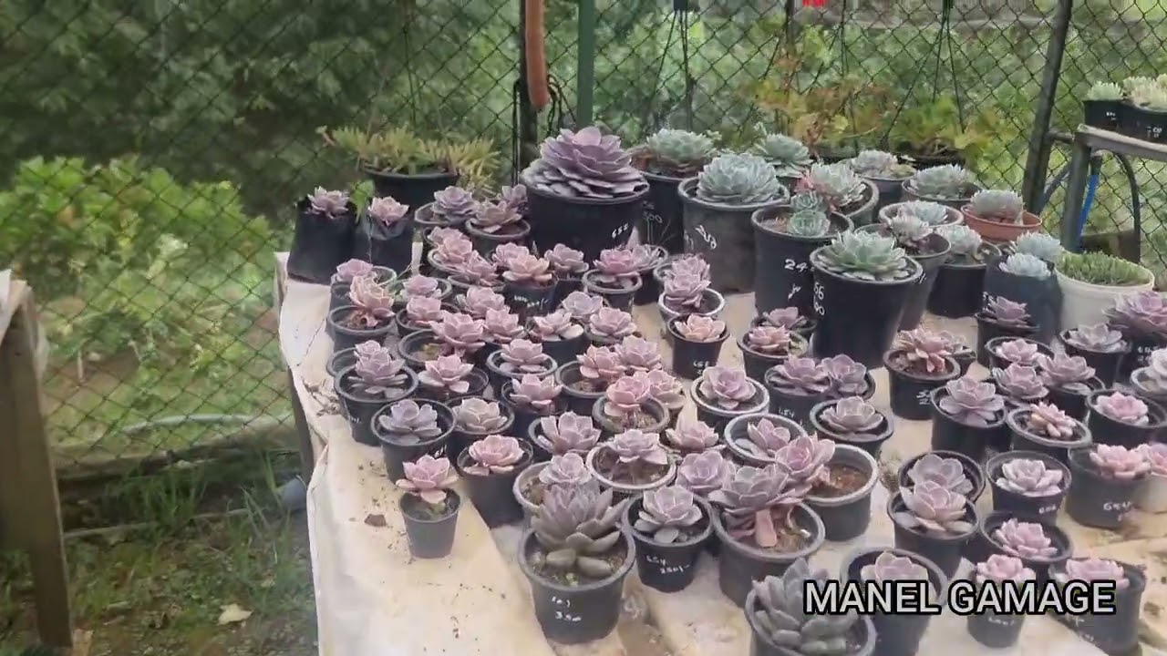 තුරු සෙවණ, බඹරකැලේ, නුවරඑළිය /Walking with Manel 270