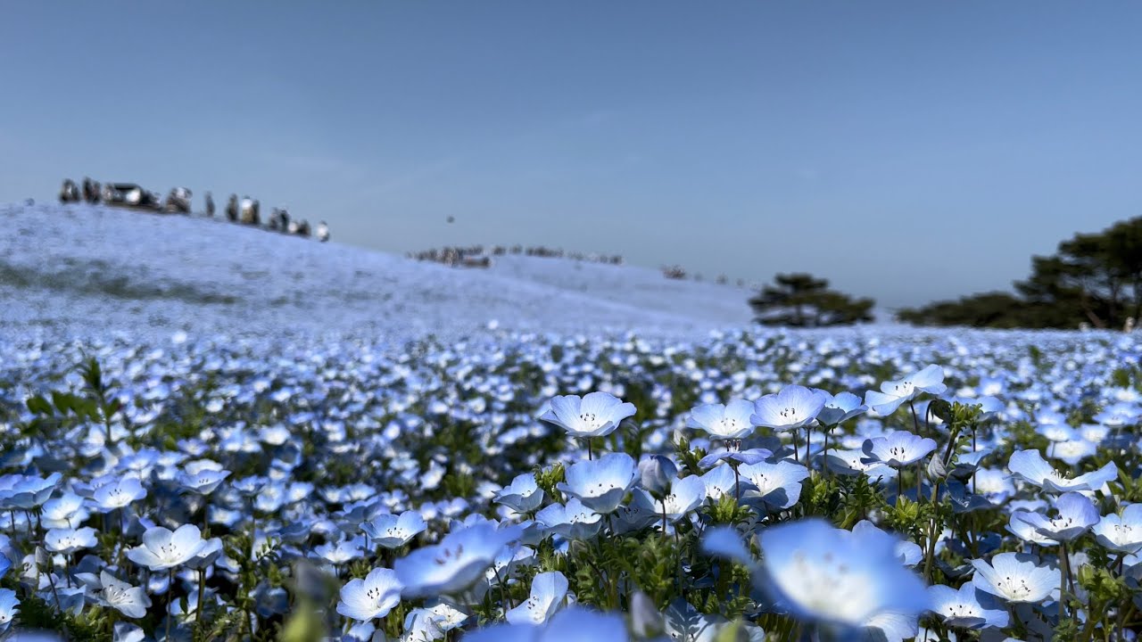 国営ひたち海浜公園の ネモフィラ チューリップのゆったりとした定点映像 Hitati Seaside Park Nemophila Tulips 4k 高画質 お花見 Youtube