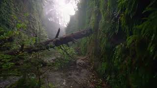 Natürl-Ich Waldbaden - Shinrin-Yoku 森林浴 Sharecare Films