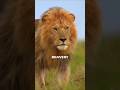 Why Nothing Dares Challenge the Lion