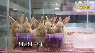 경기도 렉스 토끼 분양 하는 곳?Cute bunny