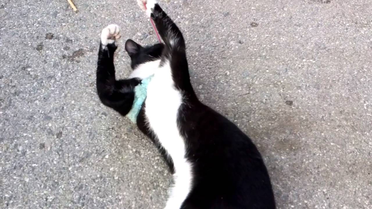 Cat VS Python. - YouTube