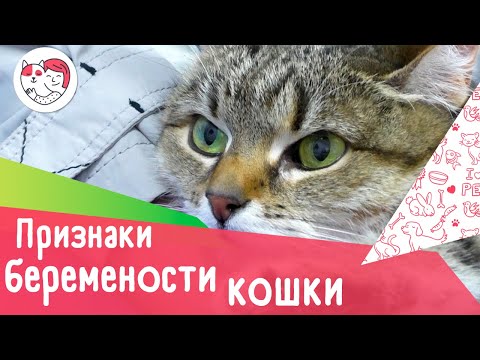4 признака беременности вашей кошки