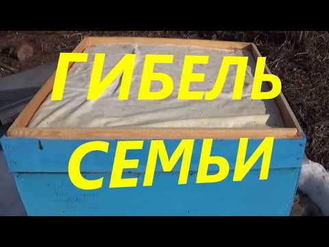 ▶️Гибель семьи 😩Плохая