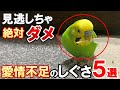【衝撃】愛情不足を感じたセキセイインコがやってしまう行動