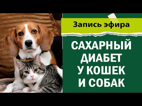 Сахарный диабет у кошек и собак