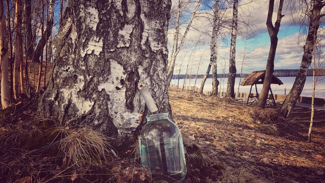 Картина девочка пьет березовый сок. Береза и березовый сок. Берёзовый сок. Сок березы. Добыча березового сока.