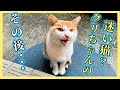 【捨て猫⁉︎ 突然現れた茶白の子猫】その④クリちゃんの幸せな未来…