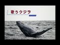 歌うクジラ