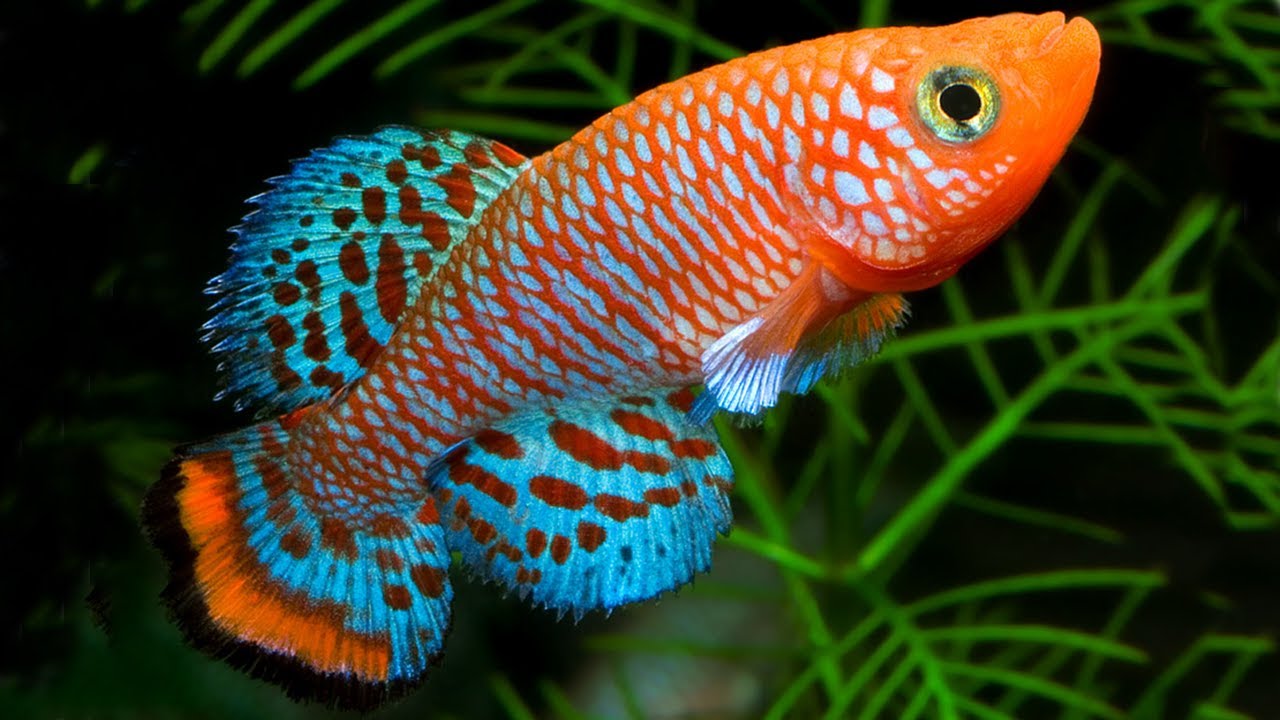 10 jenis ikan hias air tawar kecil cantik untuk aquarium 