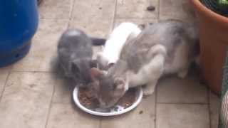 WP 20140531 009