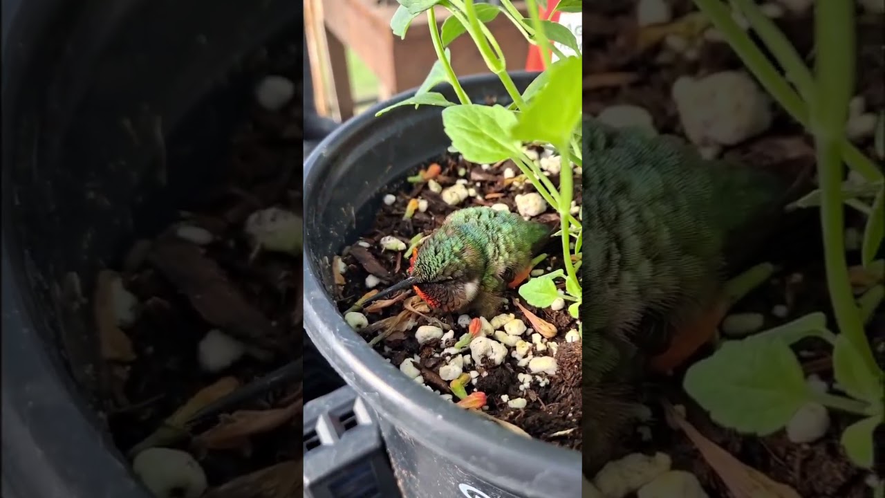 Hummingbird in Torpor