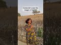 Sensorio Field of Lights, Paso Robles California #shorts