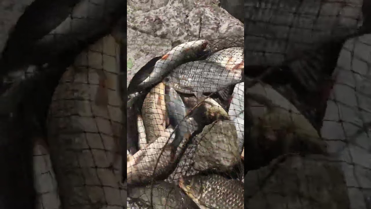 Рыбалка на Кревце#рекомендации#карась#тарань