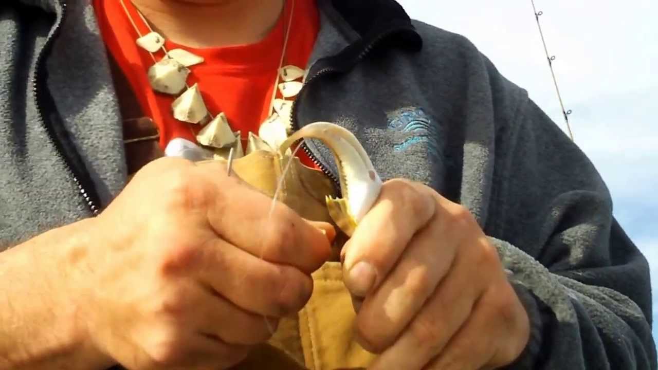 How to rig Sculpin Bullheads for Striped Bass fishing with live bait