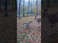 Wild Conflict Loop #minicamera #animals #viral