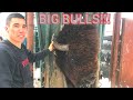 THESE BISON BULLS ARE HEAVY!!!