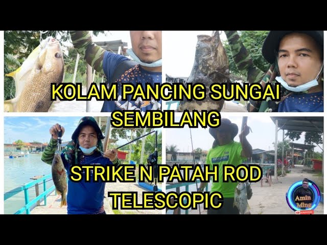 Kolam Pancing Air Masin Sungai Sembilang Layan Gasak Jenahak Bawal Emas Bos Youtube