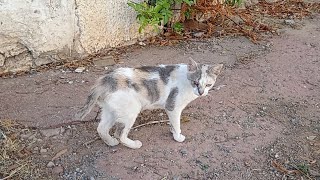 A cat without a tail and without an eye, I think it was attacked by a dog by cute 1,072 views 9 months ago 2 minutes, 18 seconds