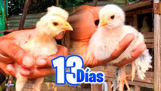 Los Pollitos de Raza Después de 13 Días 🐣 Actualización