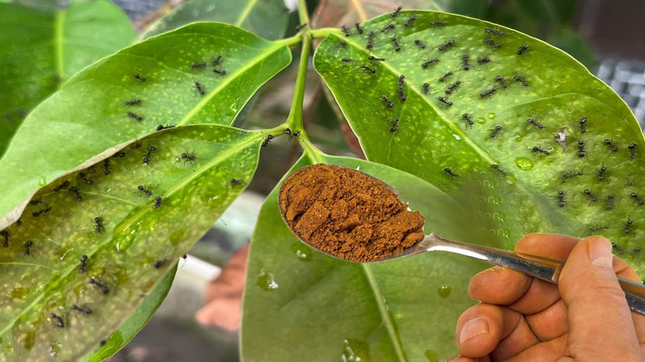 لن يعود النمل لمدة عام تخلص من النمل وجميع الحشرات فى الزرع والمنزل والحديقة للابد