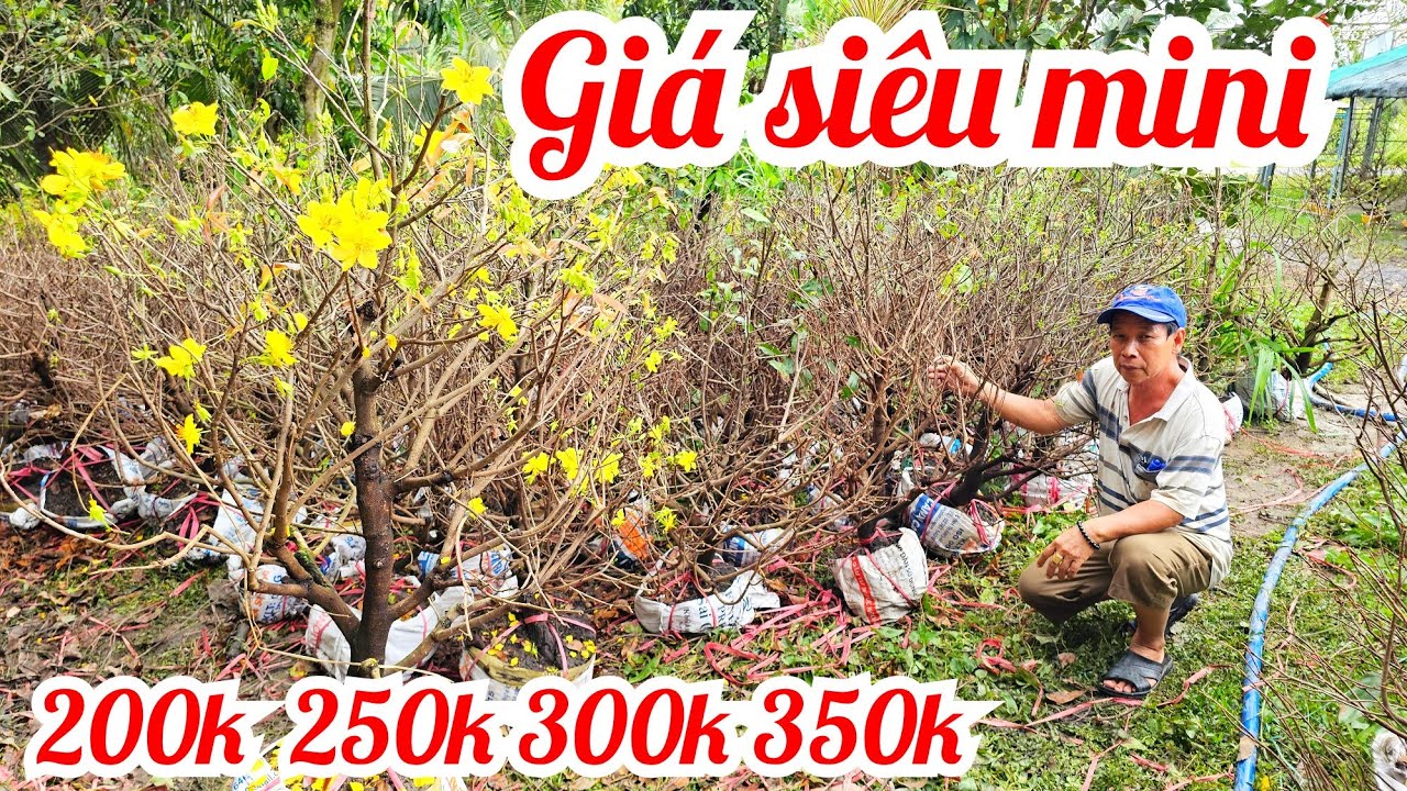 A Tha 📲 O9I625IIO8 giá chỉ 250k 300k mai giảo Thủ Đức 1/3 Bến Tre (#Maivàng Quê Dừa)