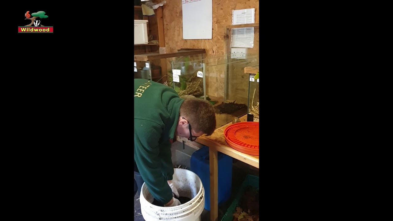 Water shrew clean out