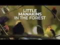 Little manakins in the forest