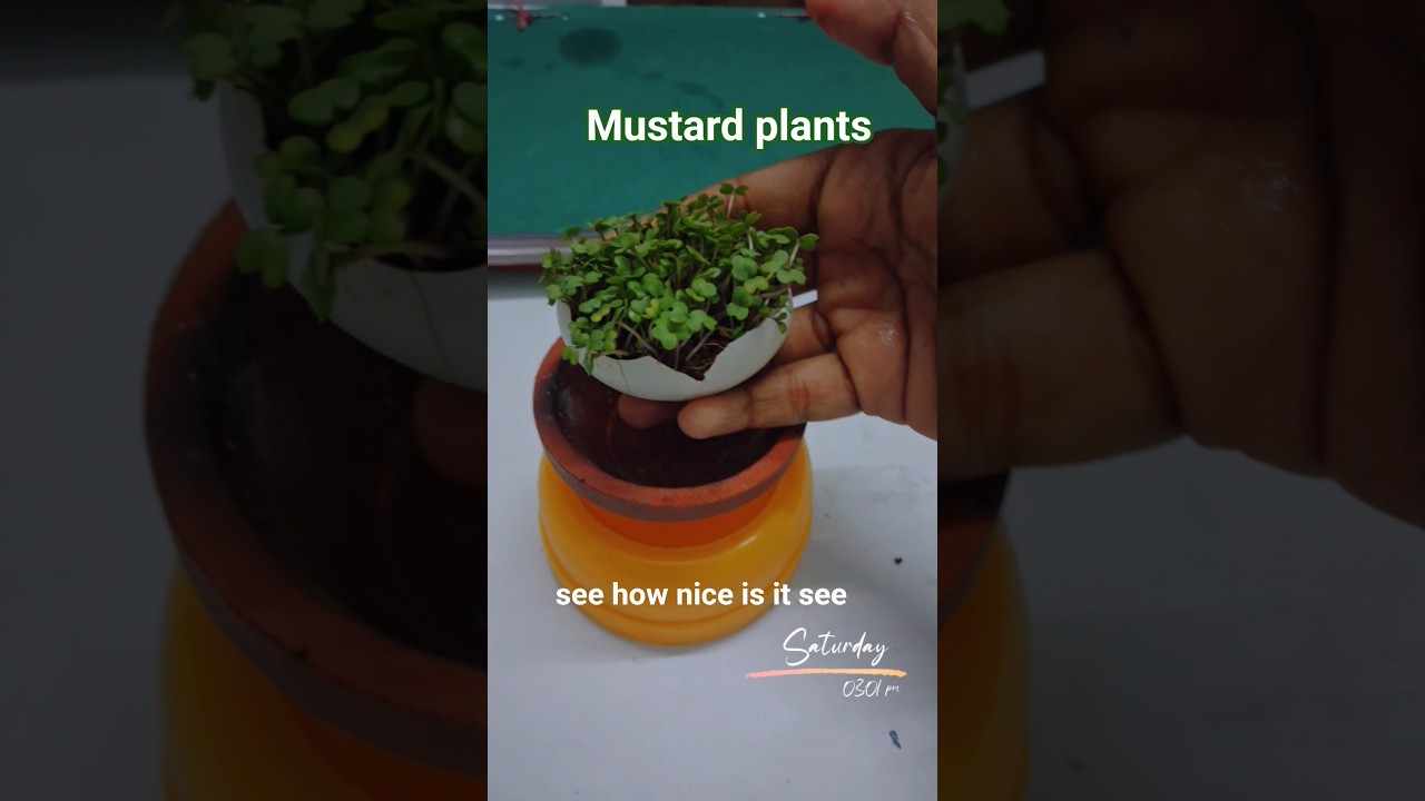 Black Mustard plants 🪴 