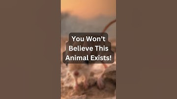 Meet the Jerboa: The Strangest Animal You