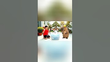 Capybara cùng anh giúp bà tắm La Extrema Combinadi và cái kết #capybara