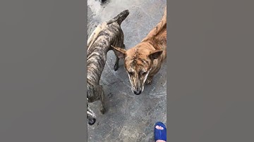 CÁCH CHỌN CHÓ PHÚ QUỐC CHUẨN ĐẸP KHI CÒN RẤT NHỎ #shorts