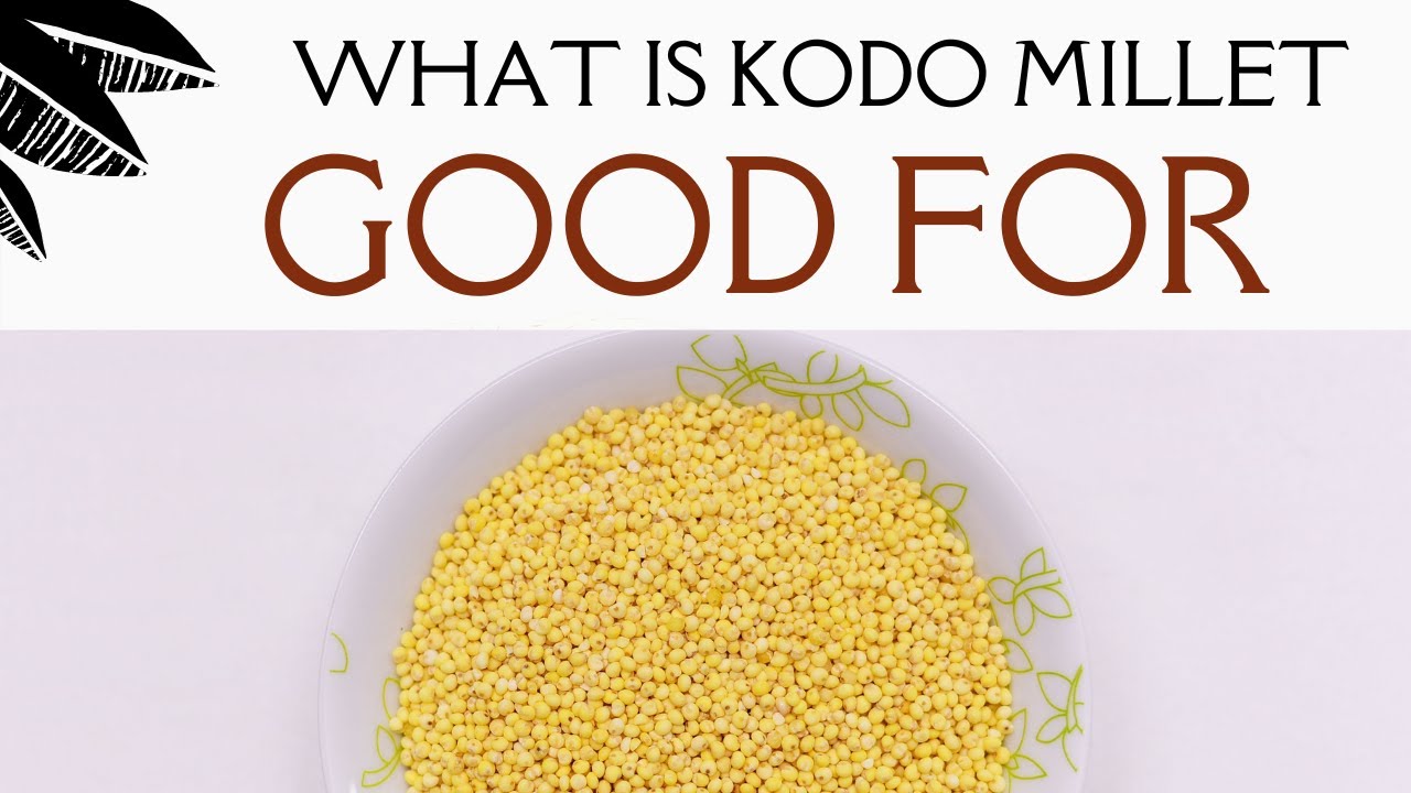 Kodo millets health benefits in english/ Benefits in kodo millets