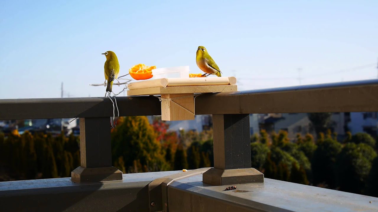 野鳥のメジロがベランダの餌台に Youtube