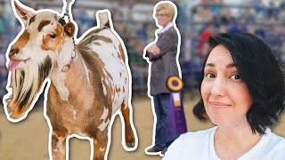 You'll Never Guess What Our Stinky Buck Did at the GOAT SHOW! 🏆