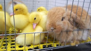 Bunnies Teddy and Panda greet ducklings to their home. Play and sleep together