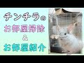 【チンチラ】チンチラハウスの掃除ついでにお部屋紹介