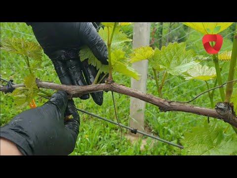 Video: Vinova loza ne daje plodove – Zašto nema grožđa na vinovoj lozi