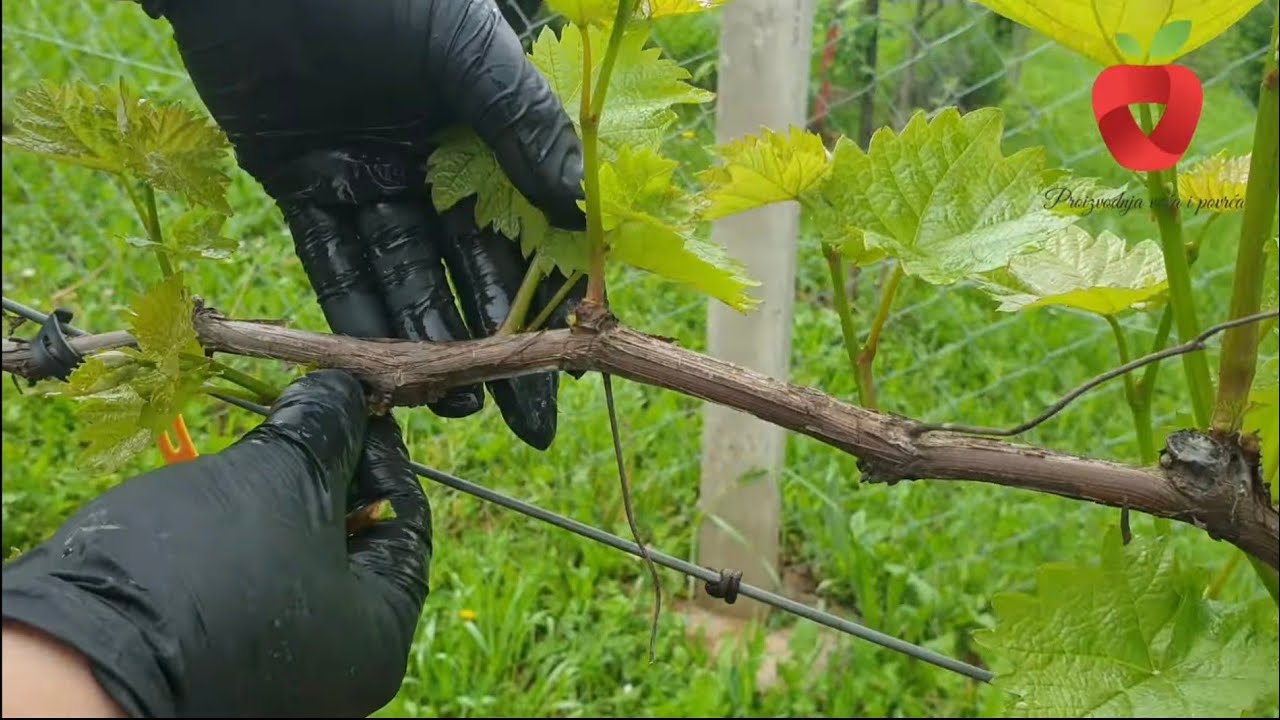 Zelena rezidba vinove loze - za spas od bolesti i krupne grozdove - YouTube