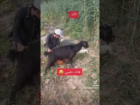 عنز تضرب كلب شرب حليبها 