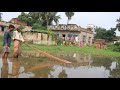 Unlimited Net Fishing || The fish in the pond in village field due to the flood || Fishing World 01